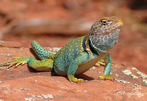 Eastern Collared Lizard