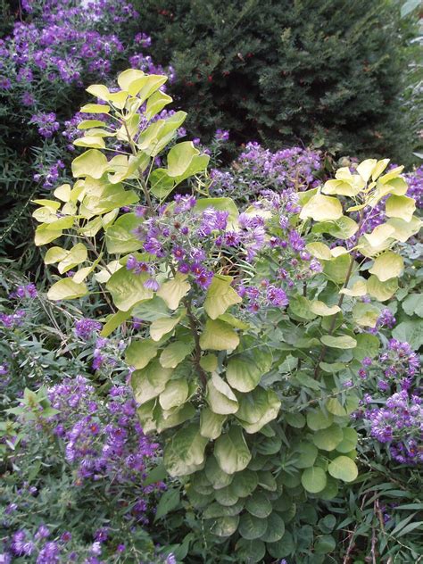 Golden Spirit Smokebush Rotary Botanical Gardens