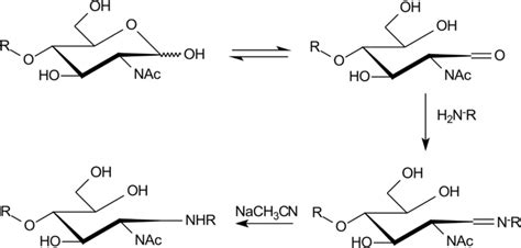 Mechanism for the reductive amination method used to prepare... | Download Scientific Diagram