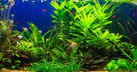 Aquarium Greenery Benefits Of Live Plants In Tanks