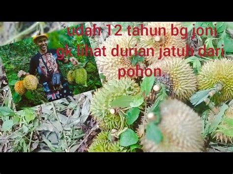 Hunting Durian Hutan Dapat Banyak YouTube