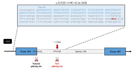 In Silico Analysis Of The Effects Of The Mutation Sequence Of The