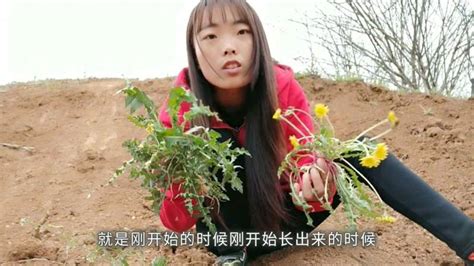 蒲公英长什么样怎么分辨来看这里小鱼大家不要弄错了 生活 户外休闲 好看视频