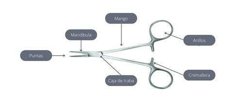 Perla Curva Granja Pinza Kelly Y Mosquito Diferencia Intercambiar Corta