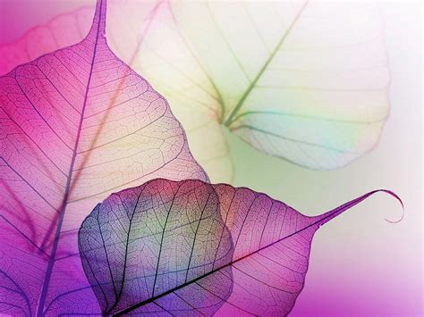 Mauve Wallpapers Wallpaper Cave