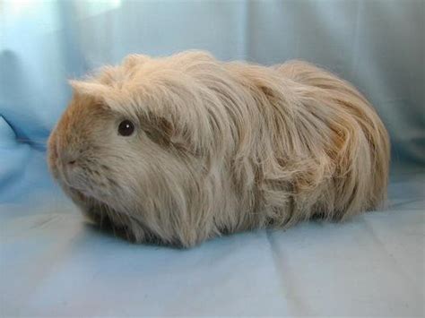 Coronet sows - Riverside Guinea Pigs