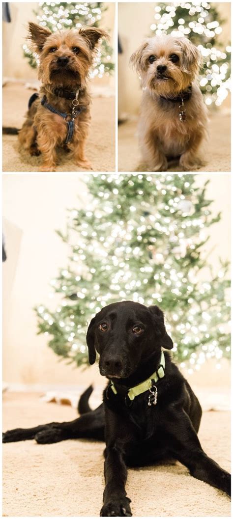 Christmas Decorations 2017