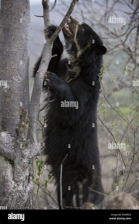 Spectacled Bear Paws Hi Res Stock Photography And Images Alamy