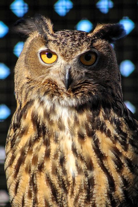 Eurasian Eagle-Owl