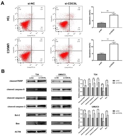 Reduction Of Cdc L Promoted Bladder Cancer Cell Apoptosis A Flow