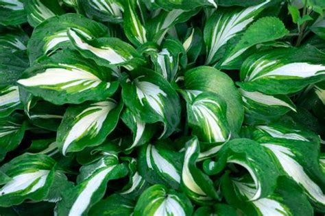 How to Grow and Care for Hosta (Plantain Lily) Indoors | Indoor Gardening