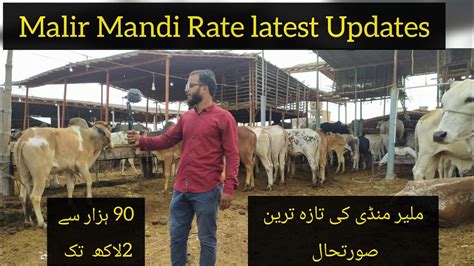 Malir Mandi Latest Update K To K Wala Maal Cattle Rates Updates