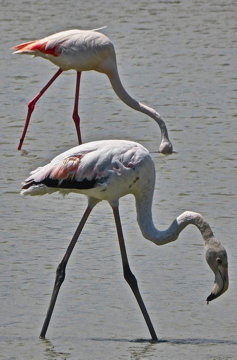 Flamingo Pink Neck - Free photo on Pixabay - Pixabay