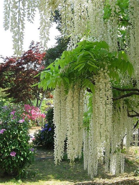 Ashikaga Flower Park in Tochigi Prefecture, Japan... - It's a beautiful ...