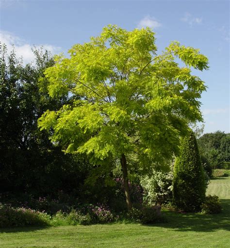 Black Locust Gammons Garden Center And Landscape Nursery