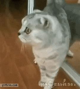 Cat Mirror GIF - Find & Share on GIPHY