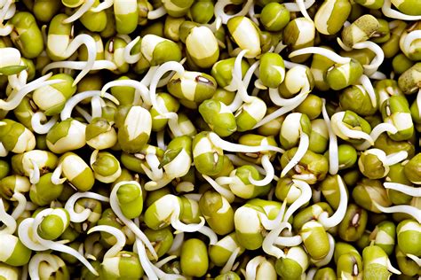 How To Germinate A Bean Storables