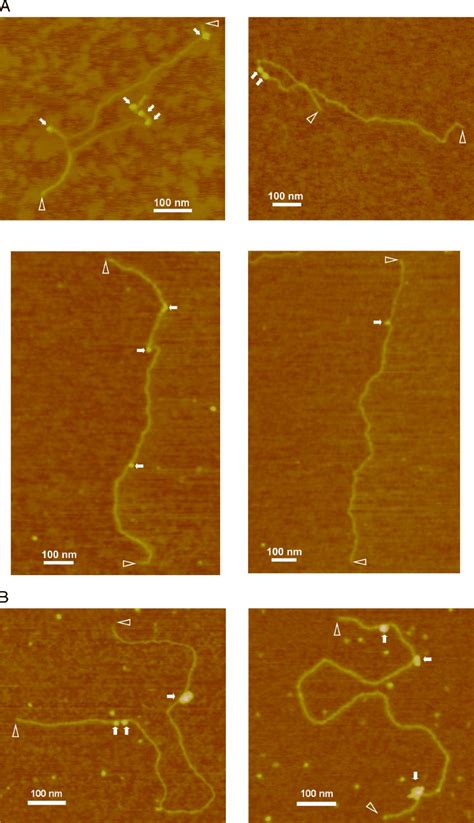 Visualization Of Rad Dsdna And Rad Dsdna Complexes By Atomic Force