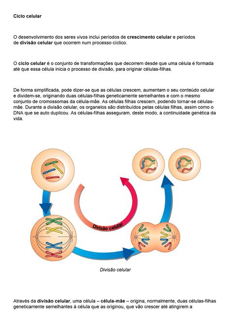 Ciclo Celular E Mitose Ciclo Celular O Desenvolvimento Dos Seres