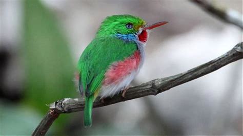 Wildlife Holidays in Cuba for 2020/21 - Naturetrek