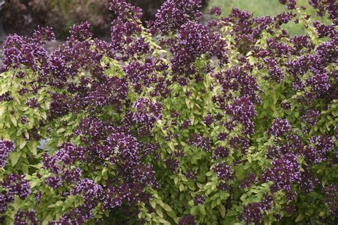 'Drops of Jupiter' - Ornamental Oregano - Origanum hybrid | Proven Winners