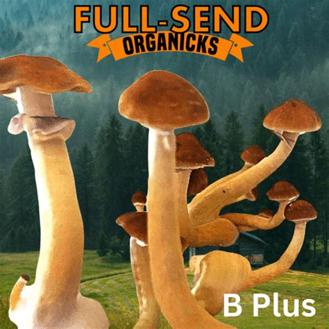 B Cubensis Mushroom Spores Fullsend Organicks