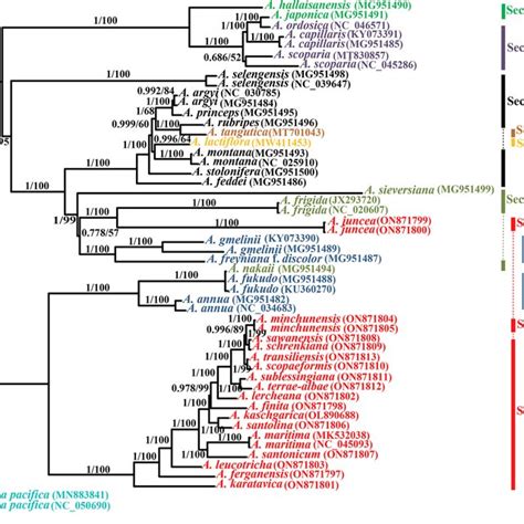 Phylogenetic Tree Inferred From Bayesian Inference Bi And Maximum