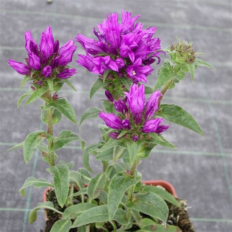 Campanula Glomerata Superba