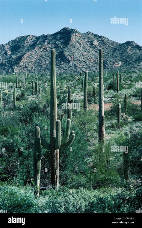 Mexico Sonora Desert Stock Photo - Alamy