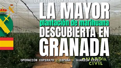 La Guardia Civil Incauta La Mayor Plantaci N De Marihuana Descubierta