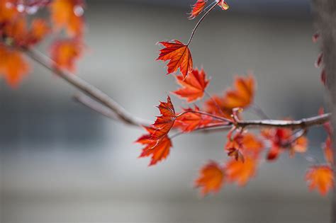 Fonds d ecran Automne Branche Feuillage Bokeh Érable Nature télécharger