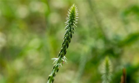 Achyranthes Aspera L Una Planta Con Propiedades Medicinales Y Varios