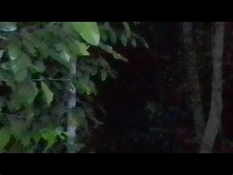 Live Misteri Sosok Penunggu Hutan Larangan Bikin Kenok Youtube