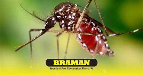 Observing National Pest Management Month Braman Pest