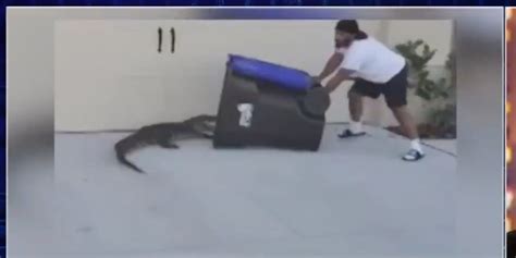 Video Florida Army Vet 6 Foot Traps Alligator In Trash Can Business