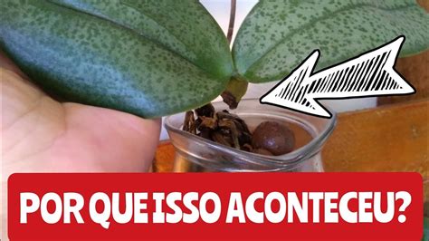 REPLANTE DE PHALAENOPSIS QUE NÃO DEU CERTO YouTube