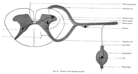 Anterior horn cells; Anterior Horn Neurons; Neurons, Anterior Horn; Neurons, Ventral Horn ...