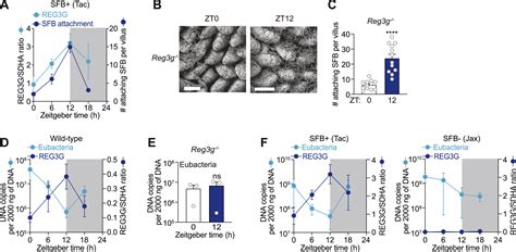 The Microbiota Coordinates Diurnal Rhythms In Innate Immunity With The