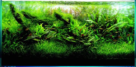 Perfect trimming technique for plants - | Aquasabi | Aquasabi - Aquascaping Shop