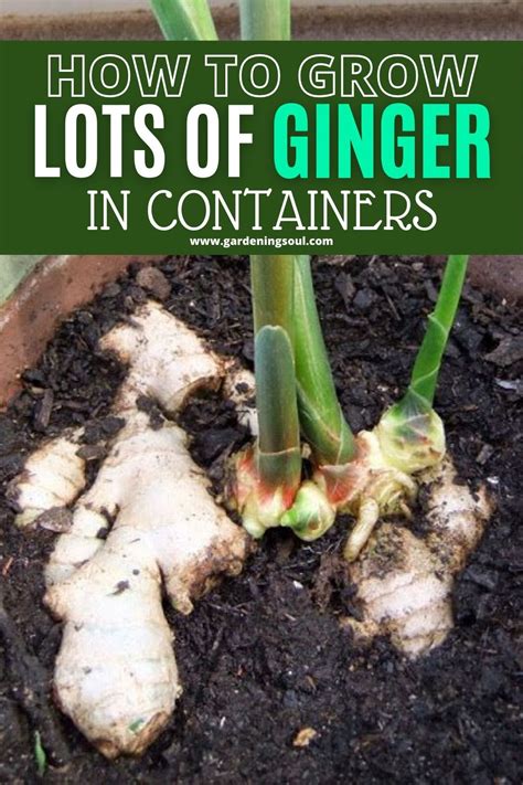 How To Grow Lots Of Ginger In Containers Food Garden Growing Ginger