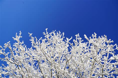 Free Images Tree Branch Blossom Cold Sky White Frost Ice