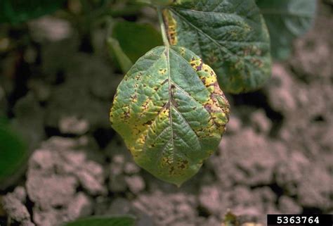 Bacterial Blight On Soybean Bugwoodwiki