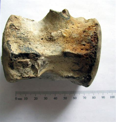 Odontoceti VERTEBRA 1.jpg - Members Gallery - The Fossil Forum