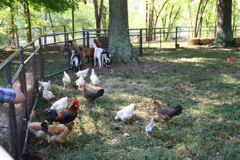 Petting Zoo Trigg County Ham Festival