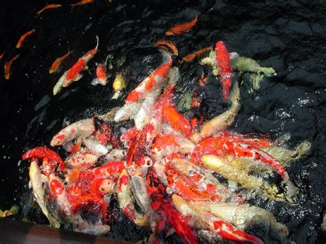 Feeding goldfish stock photo. Image of fish, eating, pond - 375970