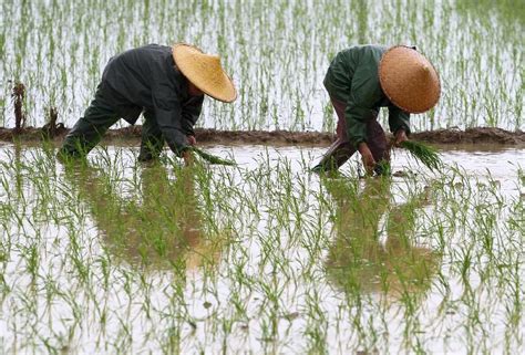 El Primer Arroz Transgénico De China Obtiene Aprobación En Estados Unidos Chilebio