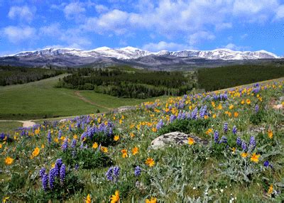 Big Horn Mountains and Bighorn National Forest Wyoming information - BigHornMountains.Com