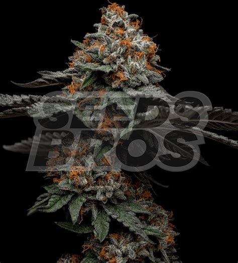 Sunset Sherbet Feminized Seeds for Sale Online