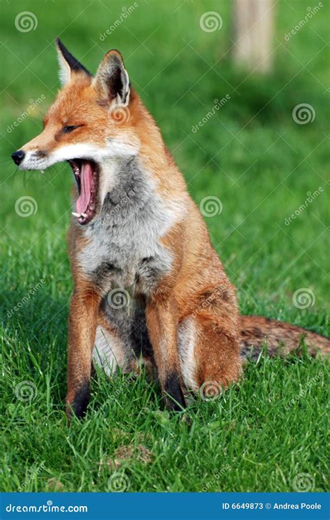 Yawning Red Fox Profile Stock Image Image Of Animal Wide 6649873