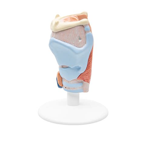 Human Larynx Model, 2 part - 3B Smart Anatomy - 1000273 - 3B Scientific ...